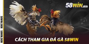 Cách tham gia đá gà 58win