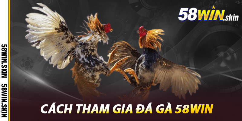 Cách tham gia đá gà 58win